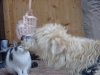 Kater Beule, Roki und der Maulkorb                               