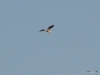 Ein Reiher auf dem Flug zum See