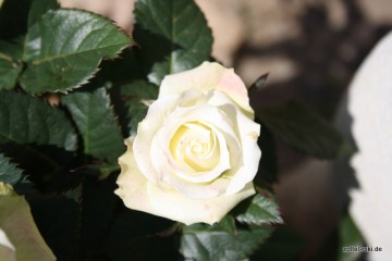Die muss ich bewacxhen: Frauchens Rosen