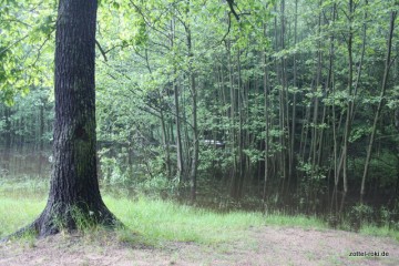 Der abgesoffene Wald
