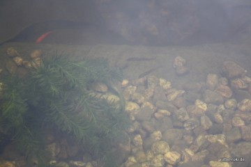 Fische !