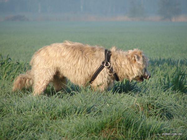 Und noch mehr Gras