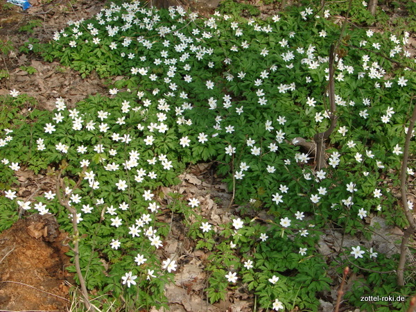 Wilde Anemonen