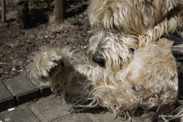 Anstrengend, dieses Frauchen.