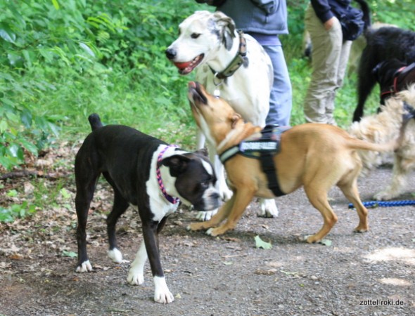 Max,Joy und Dori