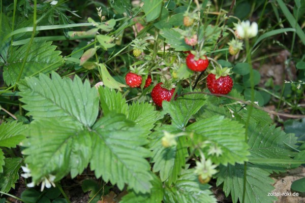 Walderdbeeren