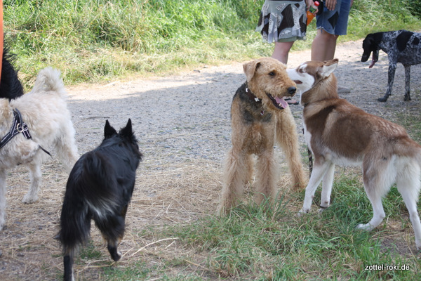 Alles großen Hunde da.