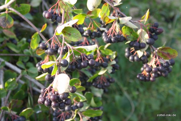 Aronia