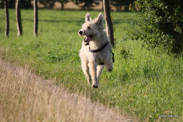 Wo sind nur meine Hundefreunde heut' ??