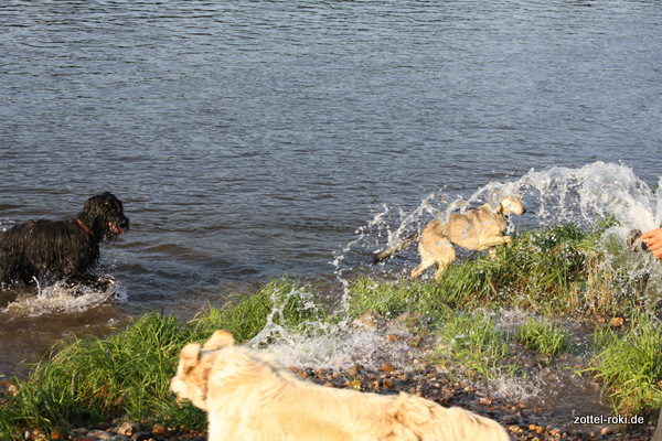 Wasserfall für Hunde