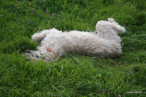 wälzen im Gras