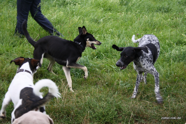 Die Jagd ist eröffnet