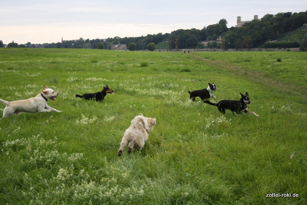 Jagd, Klappe, Ton ab und ACTION !