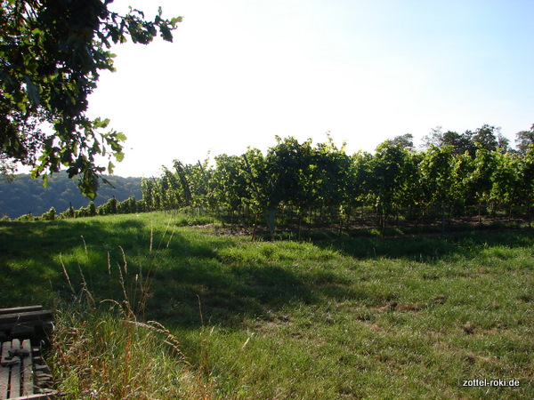 Wein ohne Wein