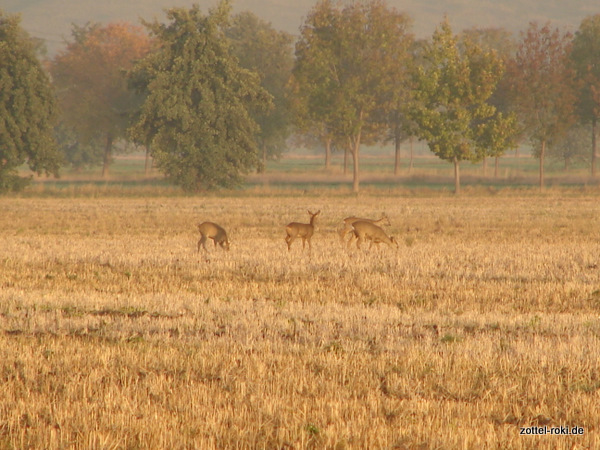 Breakfast - Die Rehe ziehen weiter