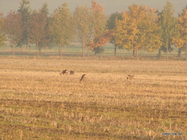 Breakfast - Rehe am Morgen