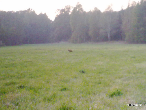 Der Fuchs.