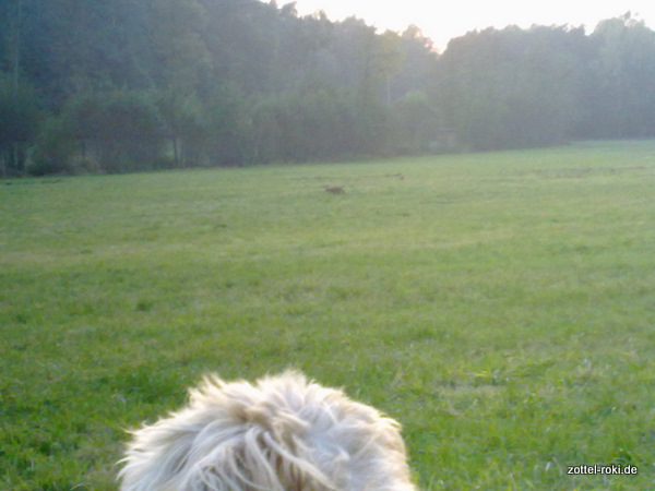 Roki und der Fuchs