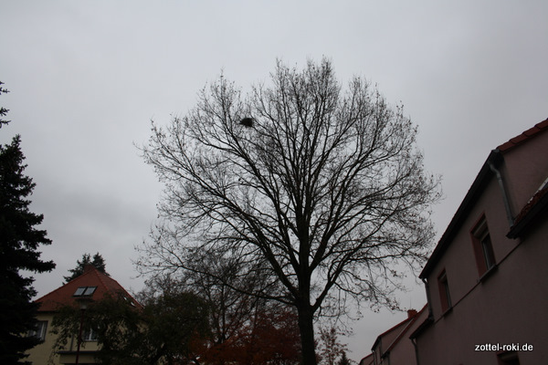 Nest der Tauben