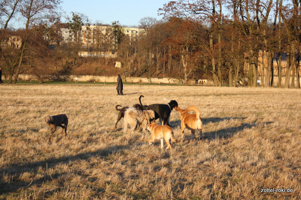 Kollektive Begrüßung des Dobermans