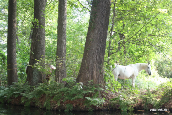 Pferde allein im Wald